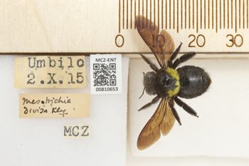 Media type: image;   Entomology 810653 Aspect: labels